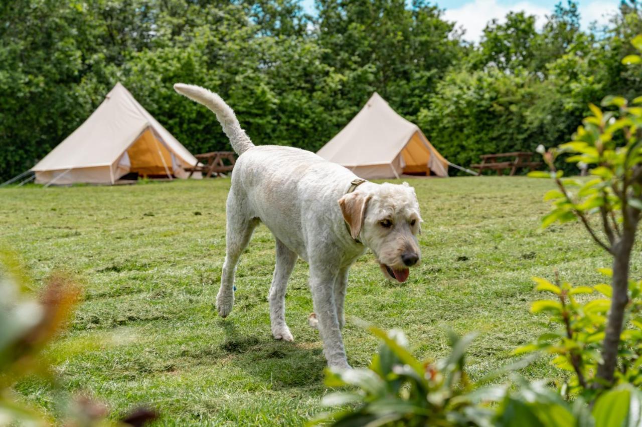 Bell Tent Glamping At Marwell Resort Winchester Exterior foto